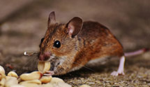 24 Hour & Emergency Exterminators in Wyandot, OH